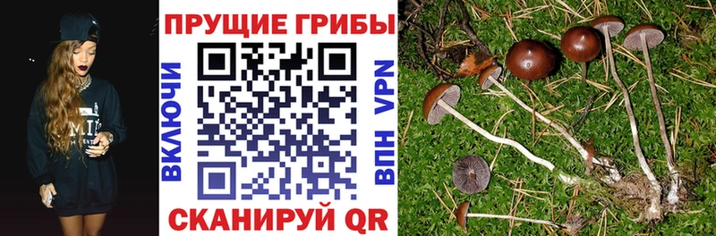 Галлюциногенные грибы Psilocybine cubensis  Сычёвка 